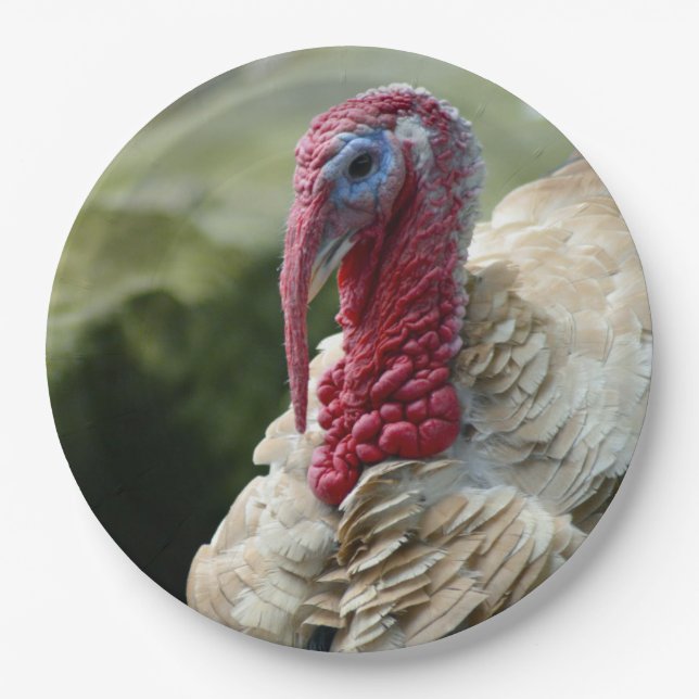 Turkey White Head Profile Photo Paper Plates (Front)