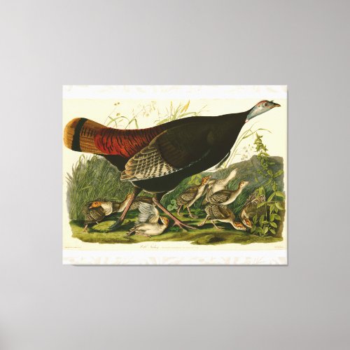 Turkey Wild Audubon Bird Painting Canvas Print