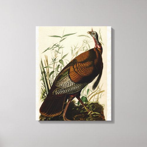 Turkey Wild Audubon Bird Painting Canvas Print
