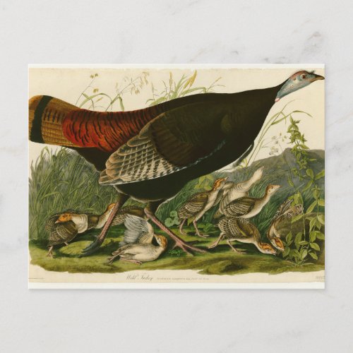 Turkey Wild Audubon Bird Painting Postcard