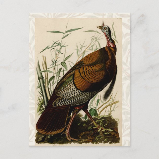 Turkey Wild Audubon Bird Painting Postcard (Front)