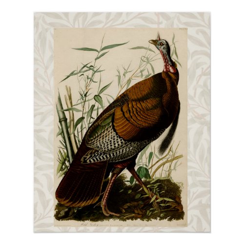 Turkey Wild Audubon Bird Painting Poster