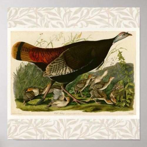 Turkey Wild Audubon Bird Painting Poster