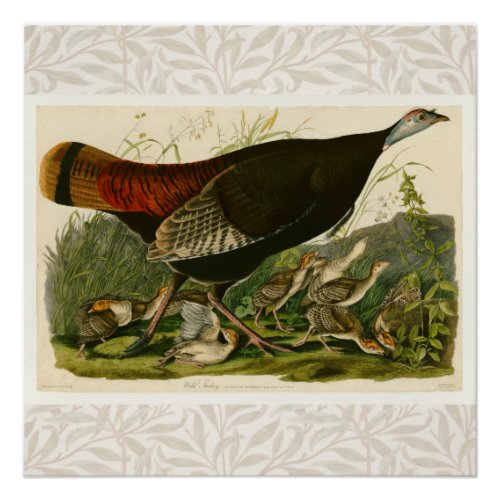 Turkey Wild Audubon Bird Painting Poster