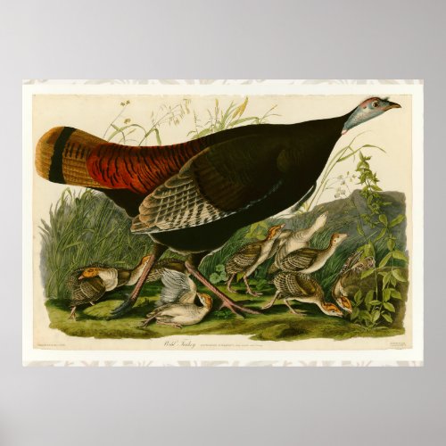 Turkey Wild Audubon Bird Painting Poster