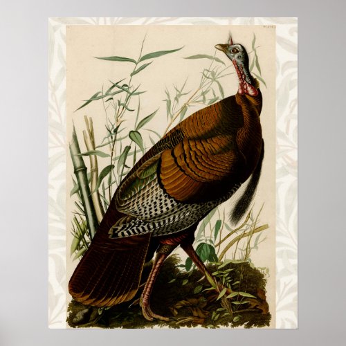 Turkey Wild Audubon Bird Painting Poster