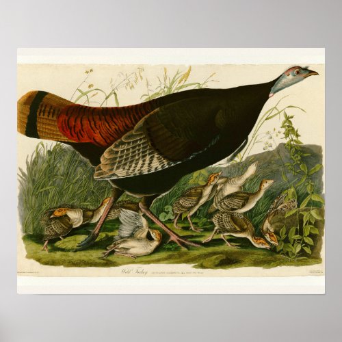 Turkey Wild Audubon Bird Painting Poster