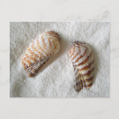 Turkey Wing Seashell Photography Postcards