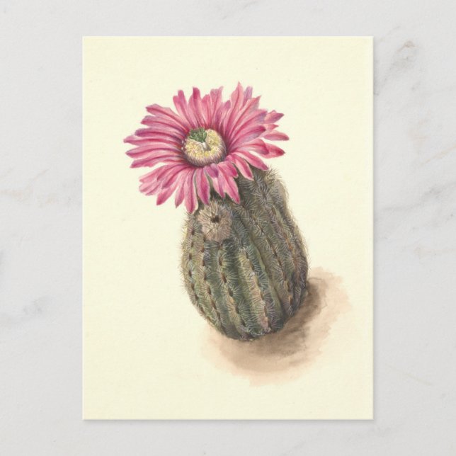 Turkeyhead Cactus Botanical Illustration Postcard (Front)
