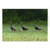 Turkeys (Front Horizontal)