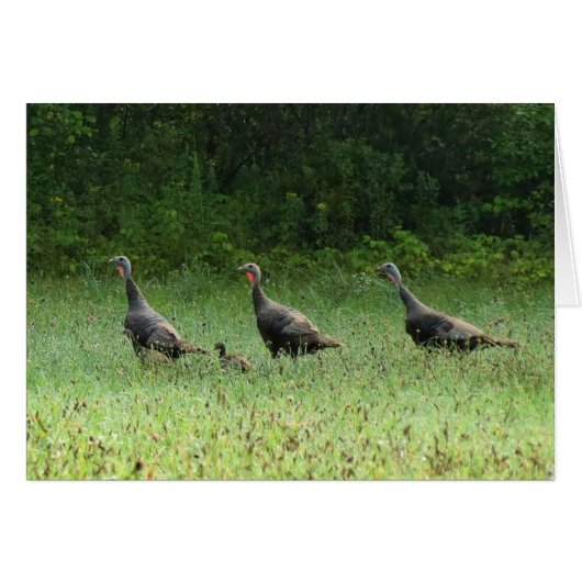 Turkeys Cards (Front Horizontal)