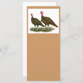 Turkeys:  Chocolate (Front/Back)