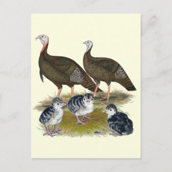Turkeys Eastern Wild Family Postcard by diane_jacky at Zazzle