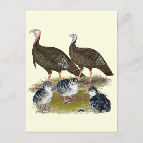 Turkeys Eastern Wild Family Postcard