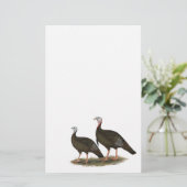 Turkeys Eastern Wild Pair (Standing Front)