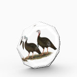 Turkeys Eastern Wild Pair Acrylic Award<br><div class="desc">The eastern is the largest race of the wild turkey clan.  They are also the darkest wild turkey subspecies.</div>