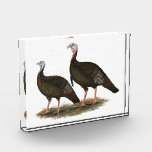 Turkeys Eastern Wild Pair Acrylic Award<br><div class="desc">The eastern is the largest race of the wild turkey clan.</div>