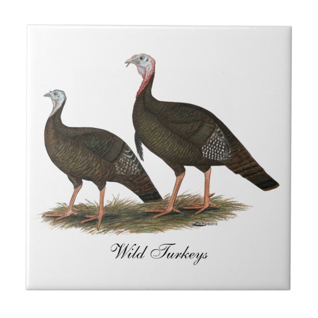 Turkeys Eastern Wild Pair Tile (Front)