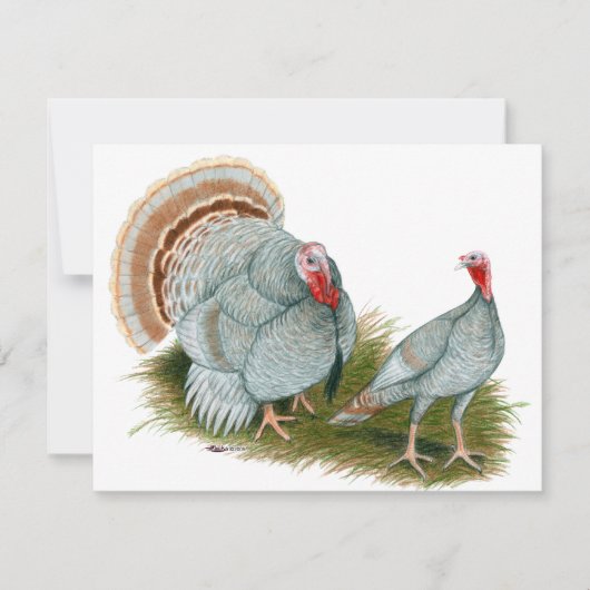 Turkeys:  Lilac (Front)