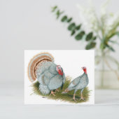 Turkeys:  Lilac (Standing Front)