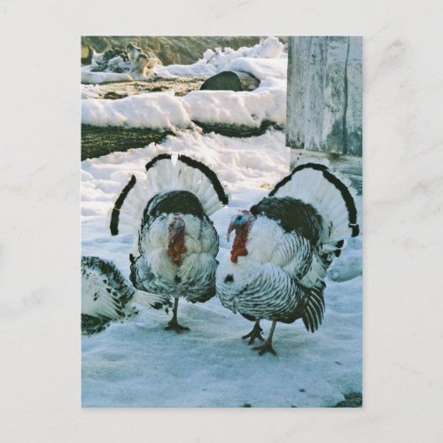 Turkeys On Farm Postcard
