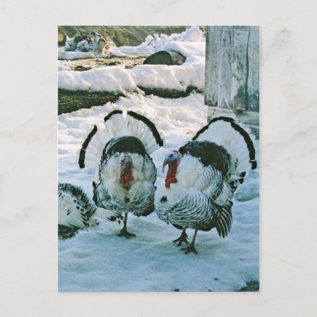 Turkeys On Farm Postcard (Front)