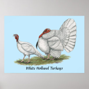 Turkeys White Hollands Poster