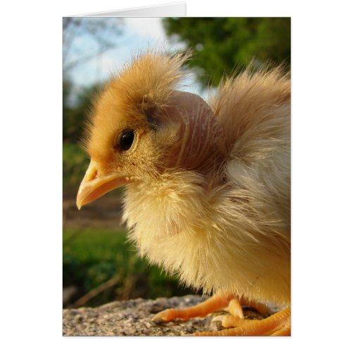 Turkin Chick