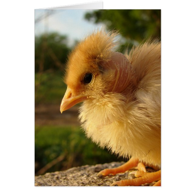 Turkin Chick Cards (Front)