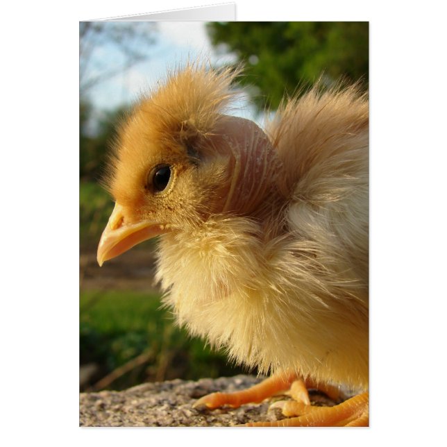 Turkin Chick Cards (Front)