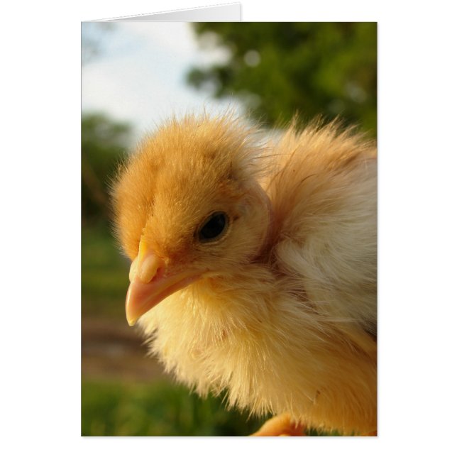 Turkin Chick Cards (Front)