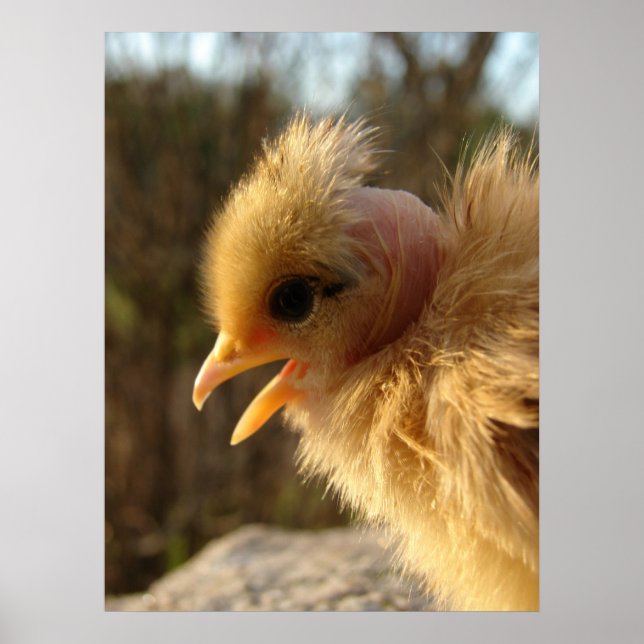 Turkin Chick Poster (Front)