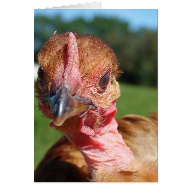 Turkin Pullet Cards (Front)