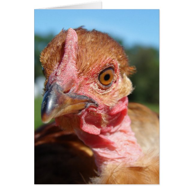Turkin Pullet Cards (Front)