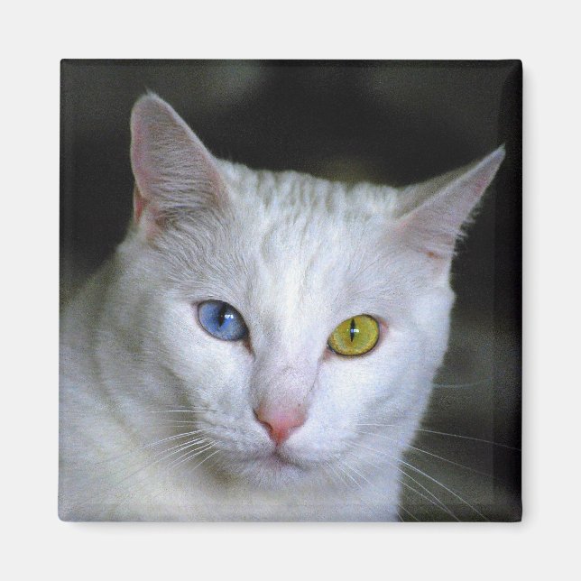 Turkish Angora Cat Magnet (Front)