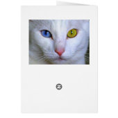 Turkish Angora Cat With Mismatched Eyes Cards (Back)