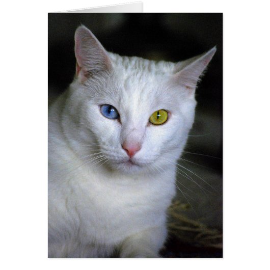 Turkish Angora Cat With Mismatched Eyes Cards (Front)
