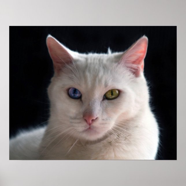 Turkish Angora Cat with Odd Eyes Poster (Front)