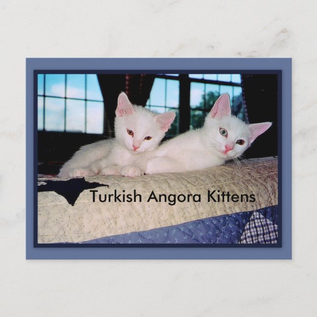 Turkish Angora Kittens Postcard (Front)
