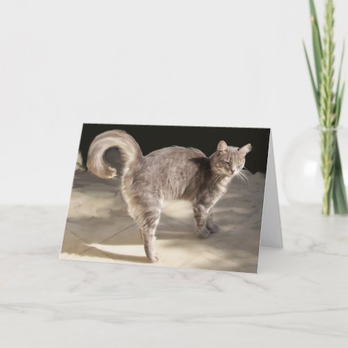 TURKISH CAT CARD