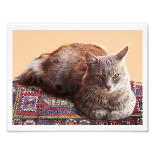 TURKISH CAT ON THE OLD CARPET PHOTO PRINT