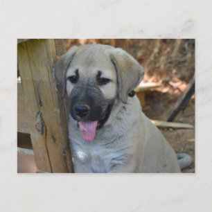 Turkish Shepherd Kangal Puppy Postcard