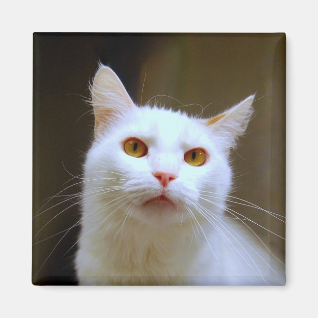 Turkish Van Cat Magnet (Front)