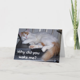 TURKISH VAN *I WAS GETTING UP* WHY DID YOU WAKE ME CARD