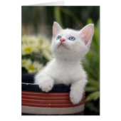 Turkish White Kitten (Front)