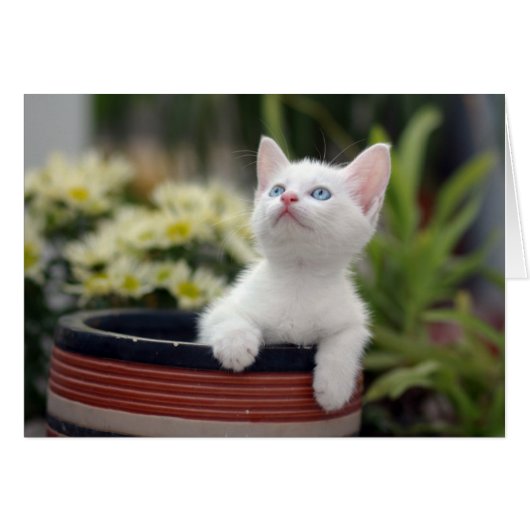 Turkish White Kitten Cards (Front Horizontal)