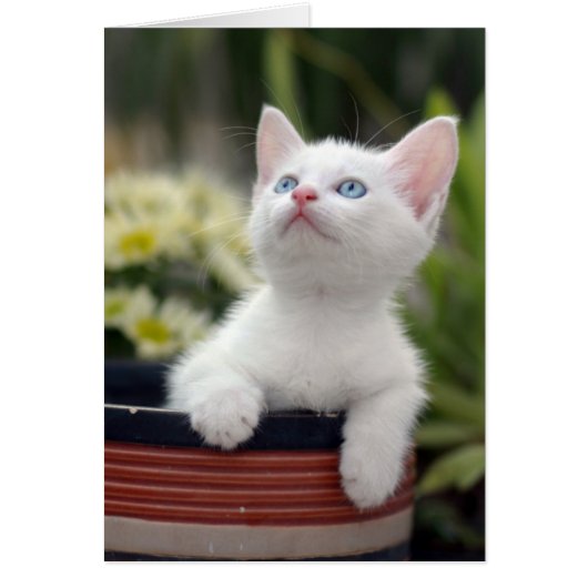Turkish White Kitten Cards (Front)