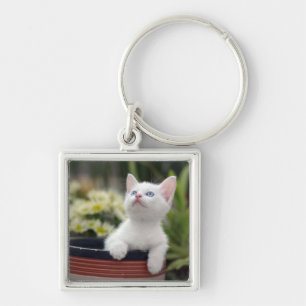 Turkish White Kitten Keychain