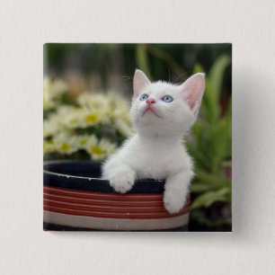 Turkish White Kitten Pinback Button