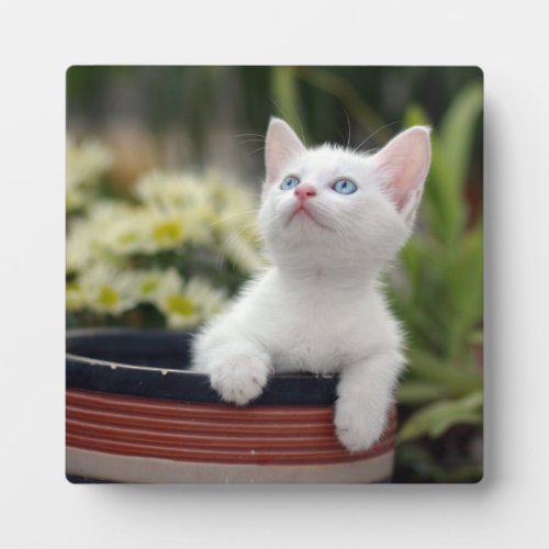 Turkish White Kitten Plaque